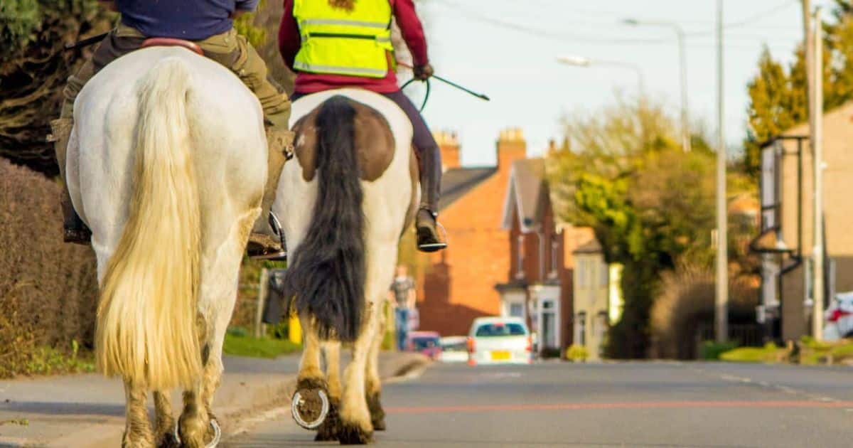 Staying safe whilst taking your horse on the road