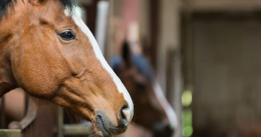Compulsory microchipping of horses by October 2020