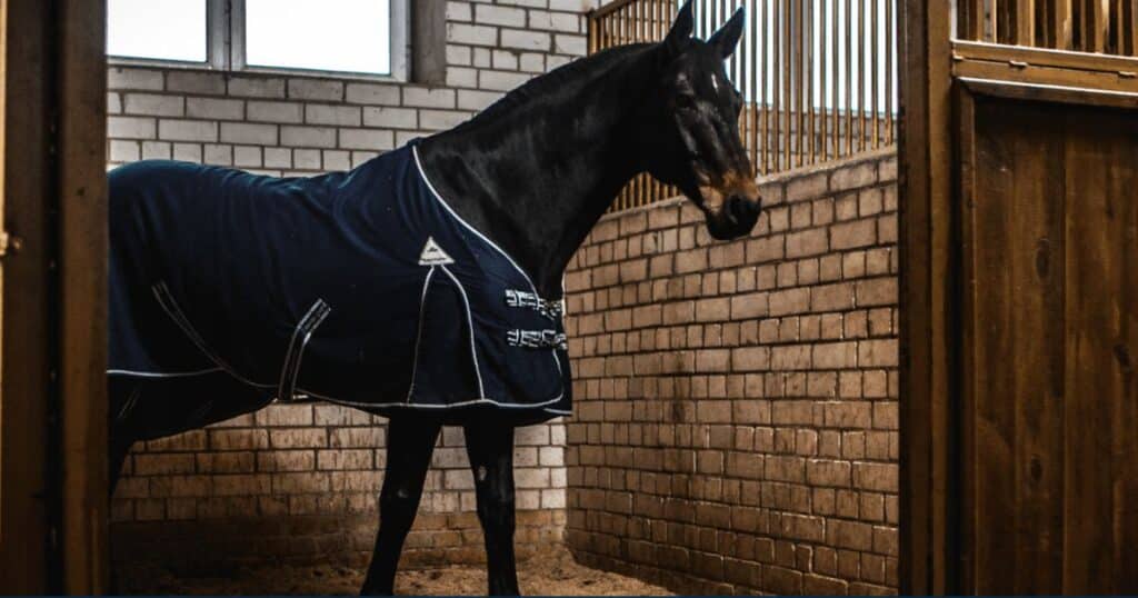 McClarrons’ Guide to Horse Insurance