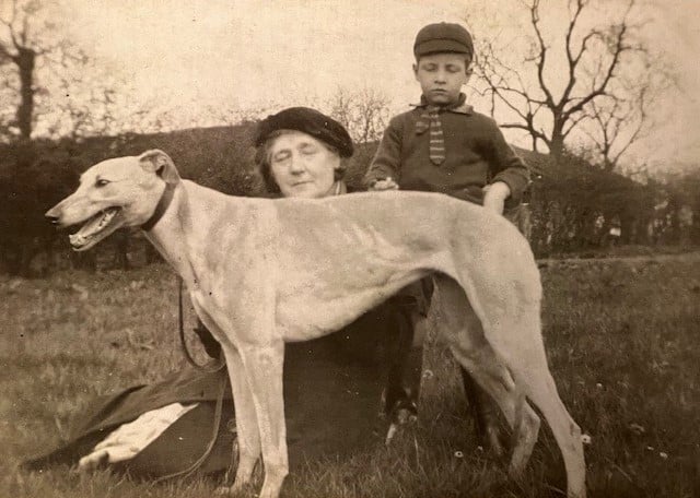 Greyhound Miss Rita