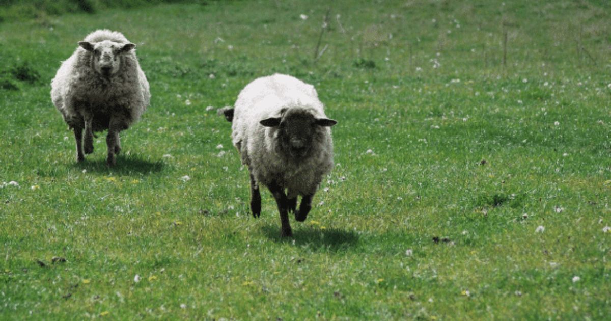 Livestock worrying guidance - McClarrons