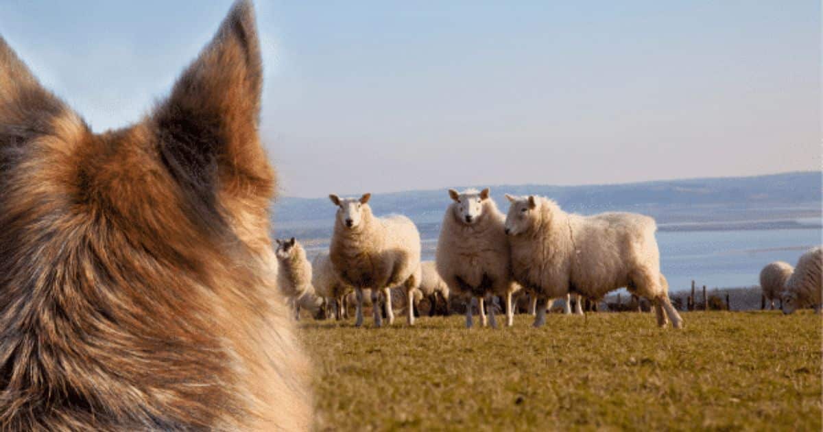 How livestock worrying affects the livelihood and financials of livestock owners