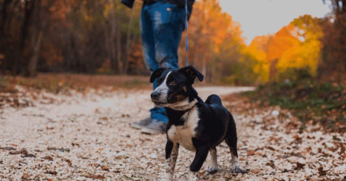 Why livestock worrying should be a worry for dog owners - McClarrons