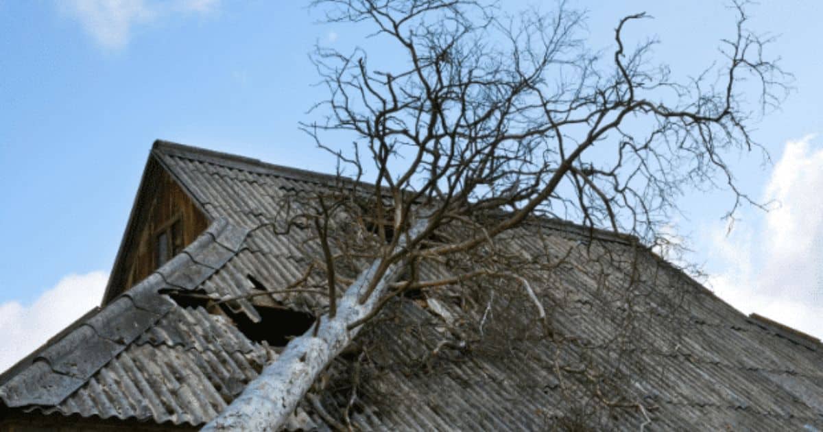 Managing trees around your property