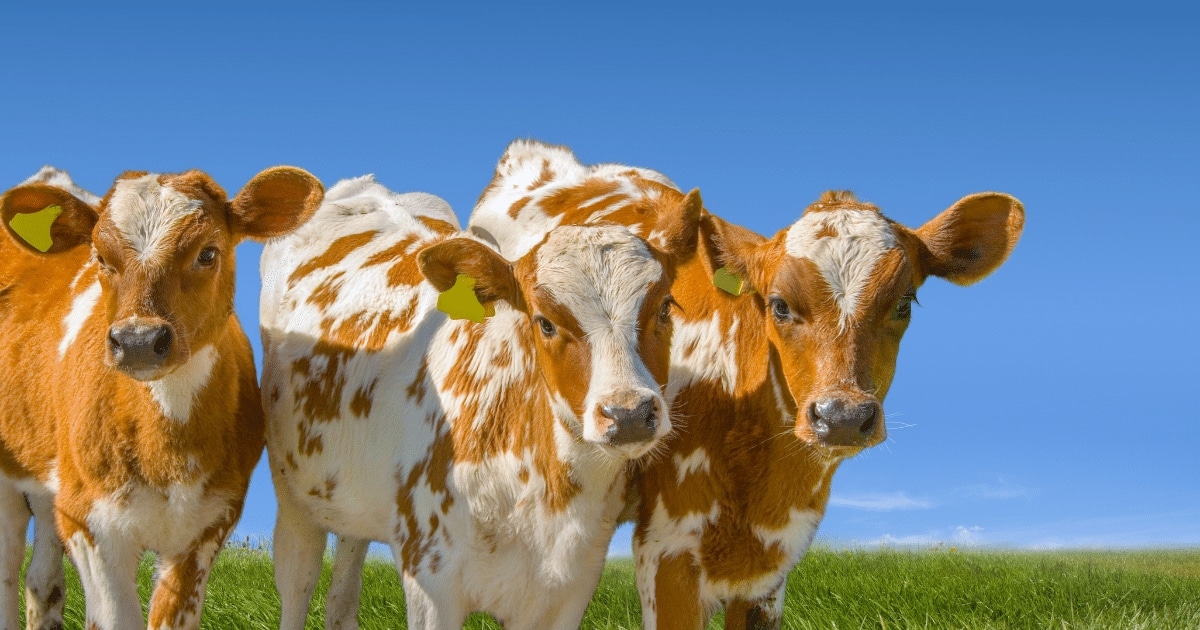 Tackling the risk of livestock theft in the UK
