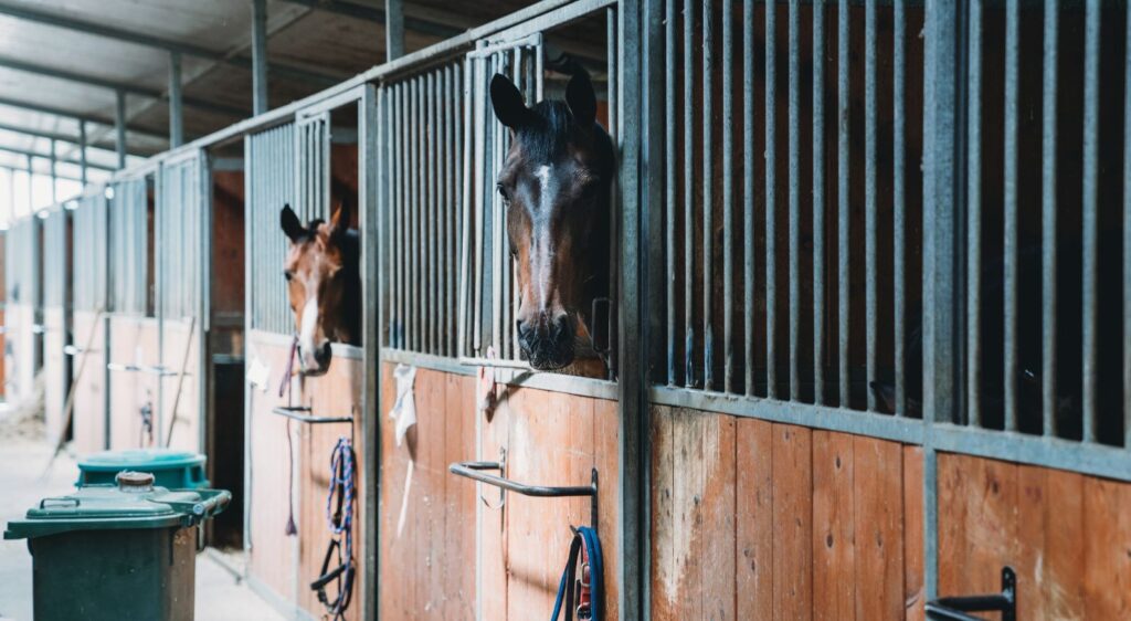 Racehorse Trainers Insurance - McClarrons