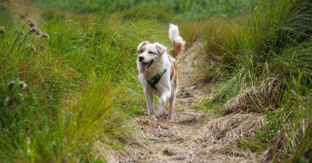 Dogs (Protection of Livestock) (Amendment) Act 2025